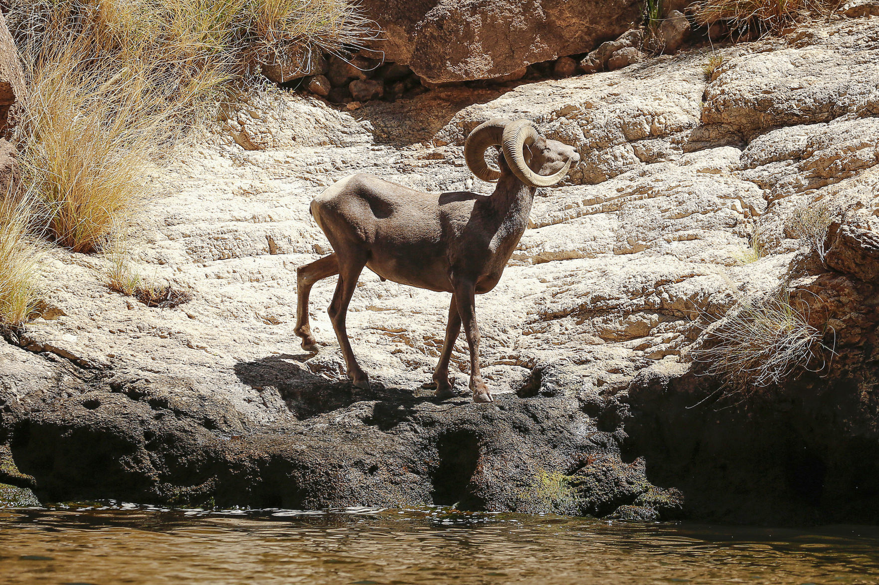 BIGHORN-WILDLIFE-ARIZONA